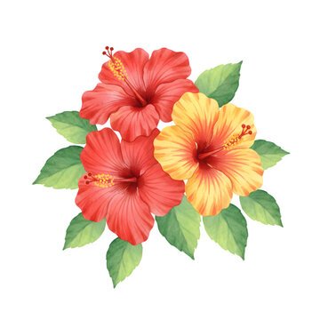 Watercolor illustration of red and yellow hibiscus flowers with green leaves