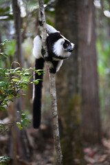 Obraz premium Black-and-white Ruffed Lemur Clinging to Slender Tree in Madagascar Rainforest