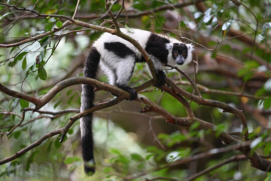 Black-and-white Ruffed Lemur Watching with Direct Eye Contact from Tree Branch in Madagascar Rainforest