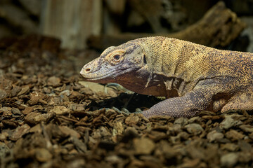 Fototapeta premium Close-up of a Komodo Dragon (Varanus Komodoensis) Flicking its Forked Tongue