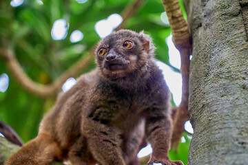 Fototapeta premium Small-toothed Sportive Lemur (Lepilemur Microdon) Perched on a Tree Branch