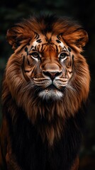 Fototapeta premium Close-up view of a lion or tiger staring directly at the viewer in a minimalist setting