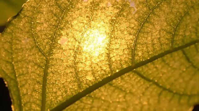 Close-up of a Yellow Leaf with Veins.