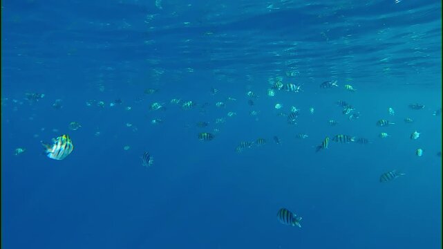School of Indo-Pacific sergeant (Abudefduf vaigiensis) swimming in below top water reflected in it. Sergeantmajor fish`s in sunlight against blue water. Tropical fish swims under surface in sunshine