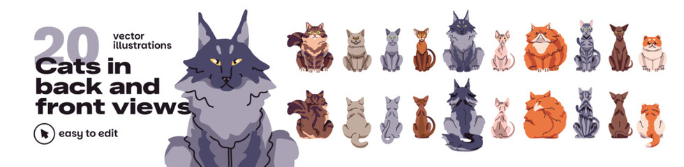Cats back and frons views set. Various kitties breeds: maine coon, sphynx, persian and british. Sitting and turning away pets. Animals from different sides. Flat isolated vector illustrations on white © Paper Trident