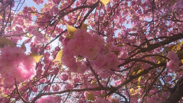 Moving under cherry blossom branches with rose-colored flowers against a blue sky on a sunny day, Backlit by the sun with sun glare on the lens, bottom view, close-up