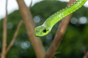 Close-up of a defensive male boomslang (Dispholidus typus), also known as a tree snake or African tree snake. Africa&rsquo;s shy but deadly venomous snake