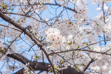 Fototapeta premium A beautiful cherry blossom standing out on a branch in full bloom. The delicate petals draw attention, capturing the refined elegance and seasonal charm of spring in Japan. 