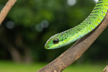Fototapeta premium Close-up of a defensive male boomslang (Dispholidus typus), also known as a tree snake or African tree snake. Africa’s shy but deadly venomous snake