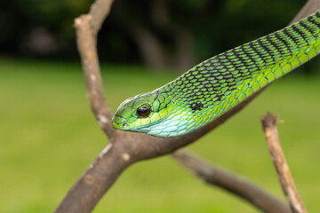 Fototapeta premium Close-up of a defensive male boomslang (Dispholidus typus), also known as a tree snake or African tree snake. Africa’s shy but deadly venomous snake