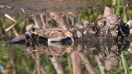 pair of birds in the swamp