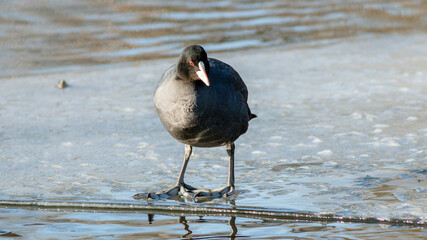 black headed gull