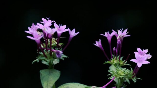 Vibrant Purple Pentas Star Flowers Cluster Macro Close-up on Dark Background