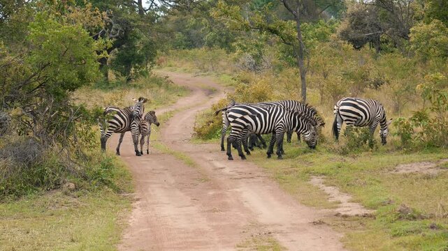 Young zebra foal with its mother standing on a dirt road in a national park. Animals rest of the herd peacefully grazes on the lush green grass of the african savannah