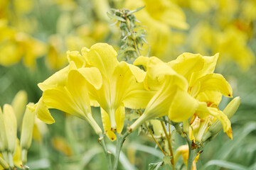 Obraz premium Bright yellow hemerocallis flowers blooming in soft natural light