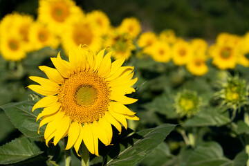 Beautiful yellow color sunflower in the agriculture farm background