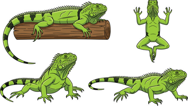 Green Iguana Lizard Vector Illustration Set with Different Poses Including Climbing, Resting, and Top View Reptile Design