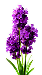 A close-up photograph of purple flowers with green leaves against a white background