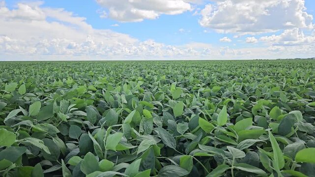 Soybean field on windy day