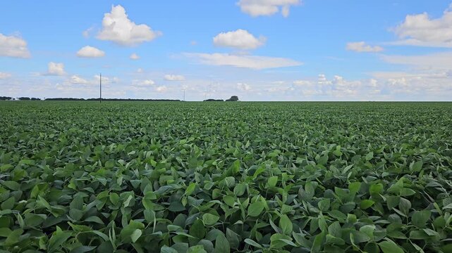 Soybean field on windy day