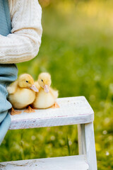 Cute baby duckling during spring or easter season.