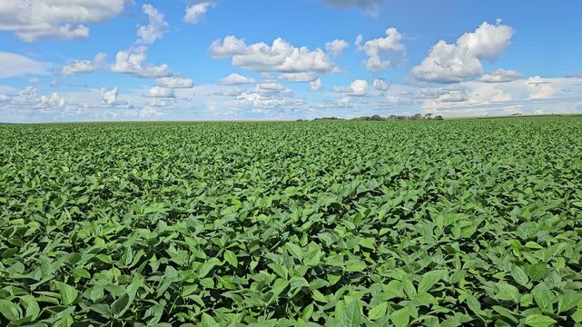 Soybean field on windy day