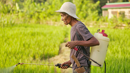 Old indonesian man farmer spraying rice field with pesticides using sprayer on farm, flores island, indonesia, southeast asia © Spice Footage