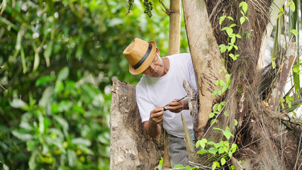 Indonesian man tapping the sugar palm, arenga pinnata, to collect sap for palm wine on flores island, indonesia, southeast asia © Spice Footage