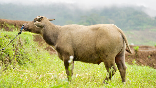 domestic water buffalo, bubalus bubalis, on a field on flores island, indonesia, southeast asia