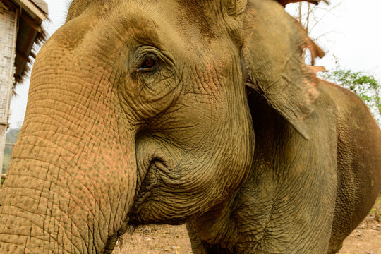Detailed view of an Asian elephant's face highlights the intricate wrinkles and earthy tones of its skin. The background features rustic wooden textures and hints of natural vegetation in a rural