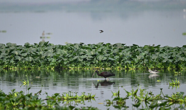 Glossy Ibis