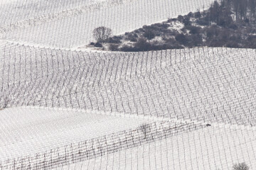 Minimal winter landscape with vineyard lines from above