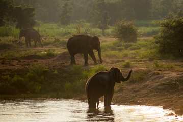 This image captures an elephant's natural behavior in a spacious habitat at the Surin Elephant...