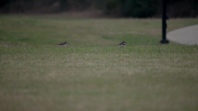 Killdeer birds walking across grass at a public park
