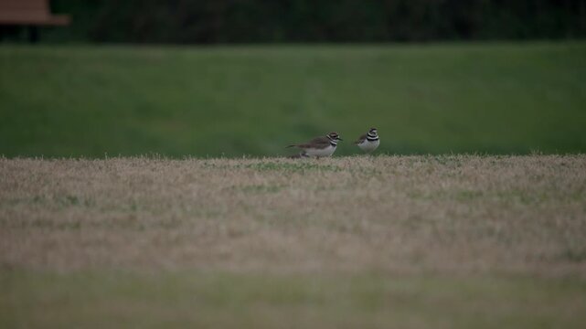 Killdeer birds wandering around the ground at a park on a sunny day