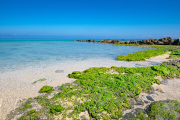 平野ビーチに群生するアーサ
