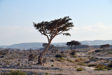 Boswellia, frankincense tree. Oman