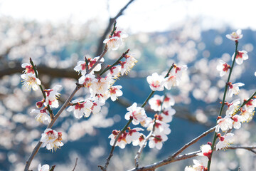 爽やかな早春に咲く梅の花