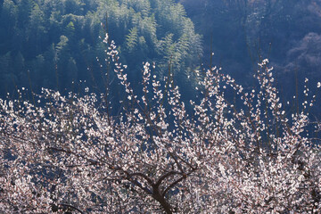 早春の山に咲く白梅