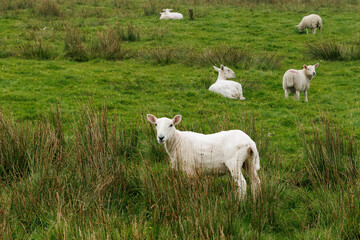 Obraz premium White sheep grazing in a green rural meadow in Scotland