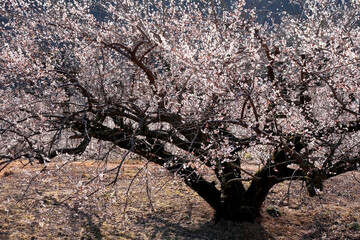 早春の山に咲く白梅