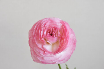 ピンクのラナンキュラス