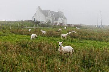 White sheep in a misty pasture with a Highland croft house © 9parusnikov