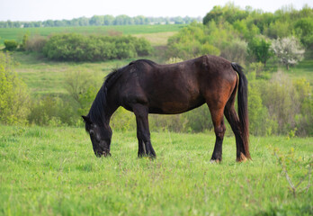 Fototapeta premium The horse is grazing on a summer green meadow