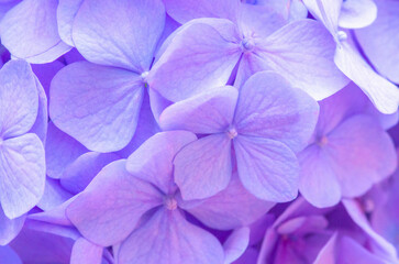 Violet Hydrangea background. Hortensia flowers surface.