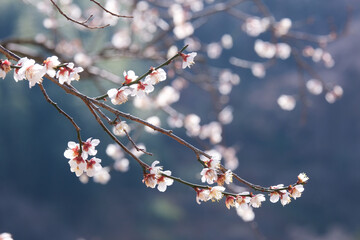 早春の山に咲く白梅