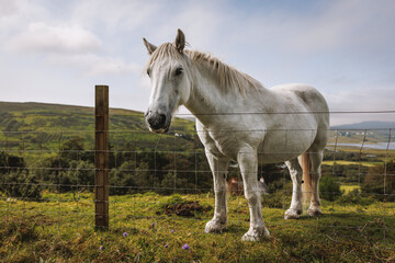 White horse standing behind a wire fence in a rural Scottish landscape