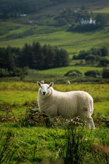 Obraz premium Single white sheep standing in a green field in the Scottish Highlands