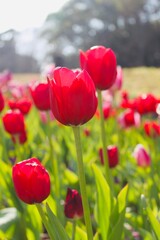 Fototapeta premium tulips in the park