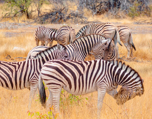 Fototapeta premium A group of zebras standing among the yellow grass in Etosha National Park in Namibia, in the African savannah, during a safari - Etosha National Park, Namibia
